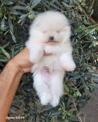 Cuccioli spitz tedesco nano o pomerania
