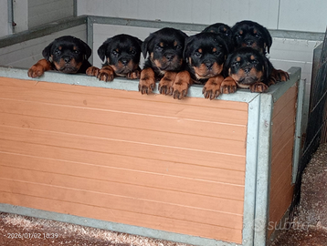 Rottweiler cuccioli