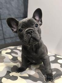 Cucciolo bulldog francese
