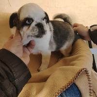 Cucciolo di carlino 4 mesi