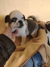 Cucciolo di carlino 4 mesi