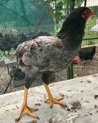 Araucana e Olive Egger