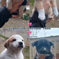 Cagnoline