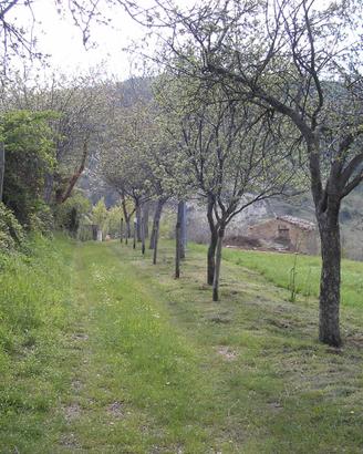 Rustico da ricostruire con terreno circostante