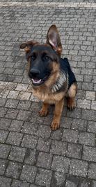 Femmina Pastore Tedesco