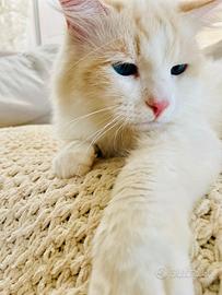 Gatto Siberiano Neva Masquerade