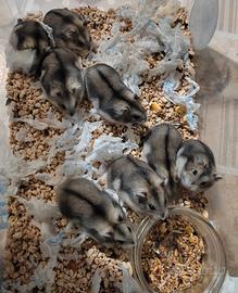 Criceti russi (lemming) di varie taglie