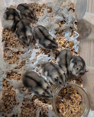 Criceti russi (lemming) di varie taglie