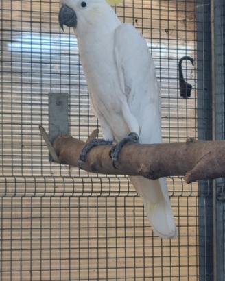 Cacatua galerita galerita maschio