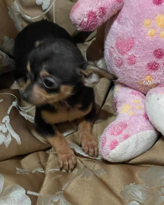 Chihuahua Maschio,Nato il 09/11/2025,rimasto mini