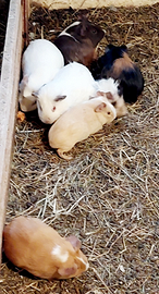 Porcellini d'india o cavie