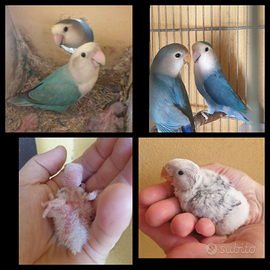 Inseparabili Roseicollis da imbecco blu