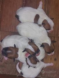 Jack russell