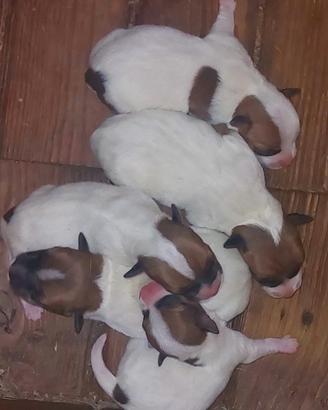 Jack russell