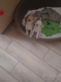 Chihuahua