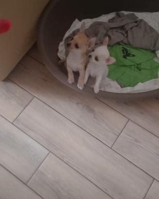 Chihuahua