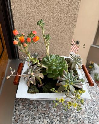 Composizione piante grasse