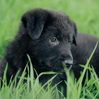 Pastore tedesco da lavoro