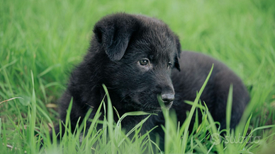 Pastore tedesco da lavoro