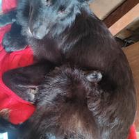 Cuccioli Pastore belga e pastore tedesco