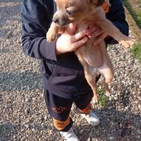 Cuccioli Pinscher