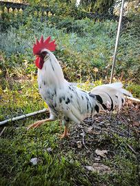 Galli ornamentali