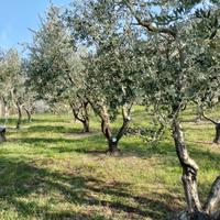 Taglio erba e potatura ulivi/siepi