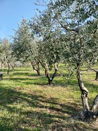Taglio erba e potatura ulivi/siepi