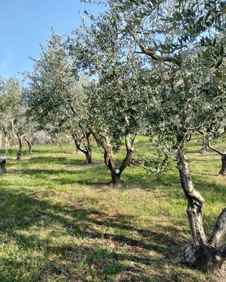 Taglio erba e potatura ulivi/siepi