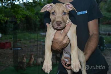 Pitbull