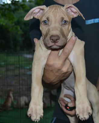 Pitbull