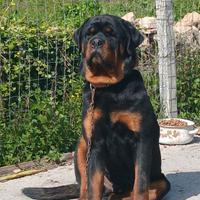 Rottweiler per monta