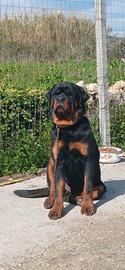 Rottweiler per monta