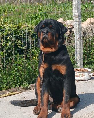 Rottweiler per monta