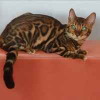 Gatto del Bengala Maschio