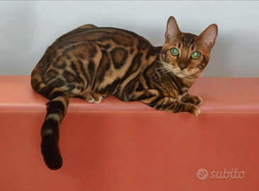 Gatto del Bengala Maschio