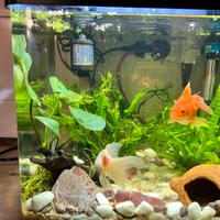 Oranda