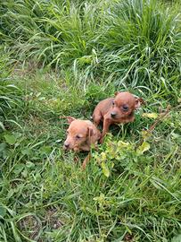 Cuccioli pinscher