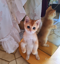 Scottish Straight femmine con pedegree