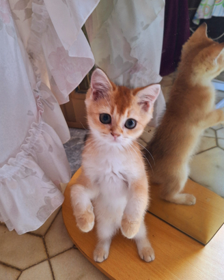 Scottish Straight femmine con pedegree