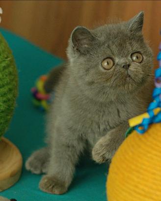 Cucciolo Blue di gatti Exotic Shorthair