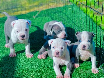 Amstaff blu occhi blu pedigree enci