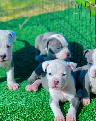 Amstaff blu occhi blu pedigree enci