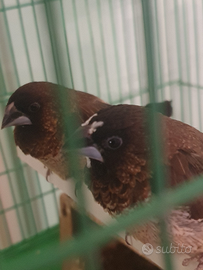 Passeri del Giappone