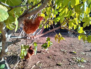 Galline ovaiole di varie razze