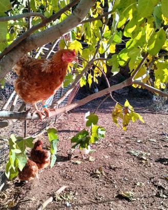 Galline ovaiole di varie razze