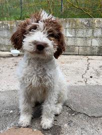 Lagotto Romagnolo