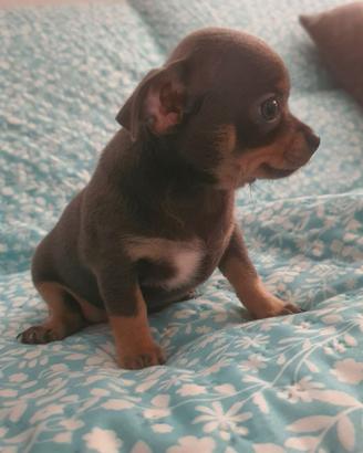 Chihuahua femmina