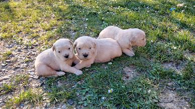 Cuccioli Golden retriever