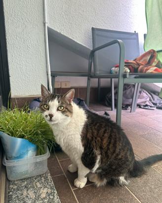 Gatta di 15 anni